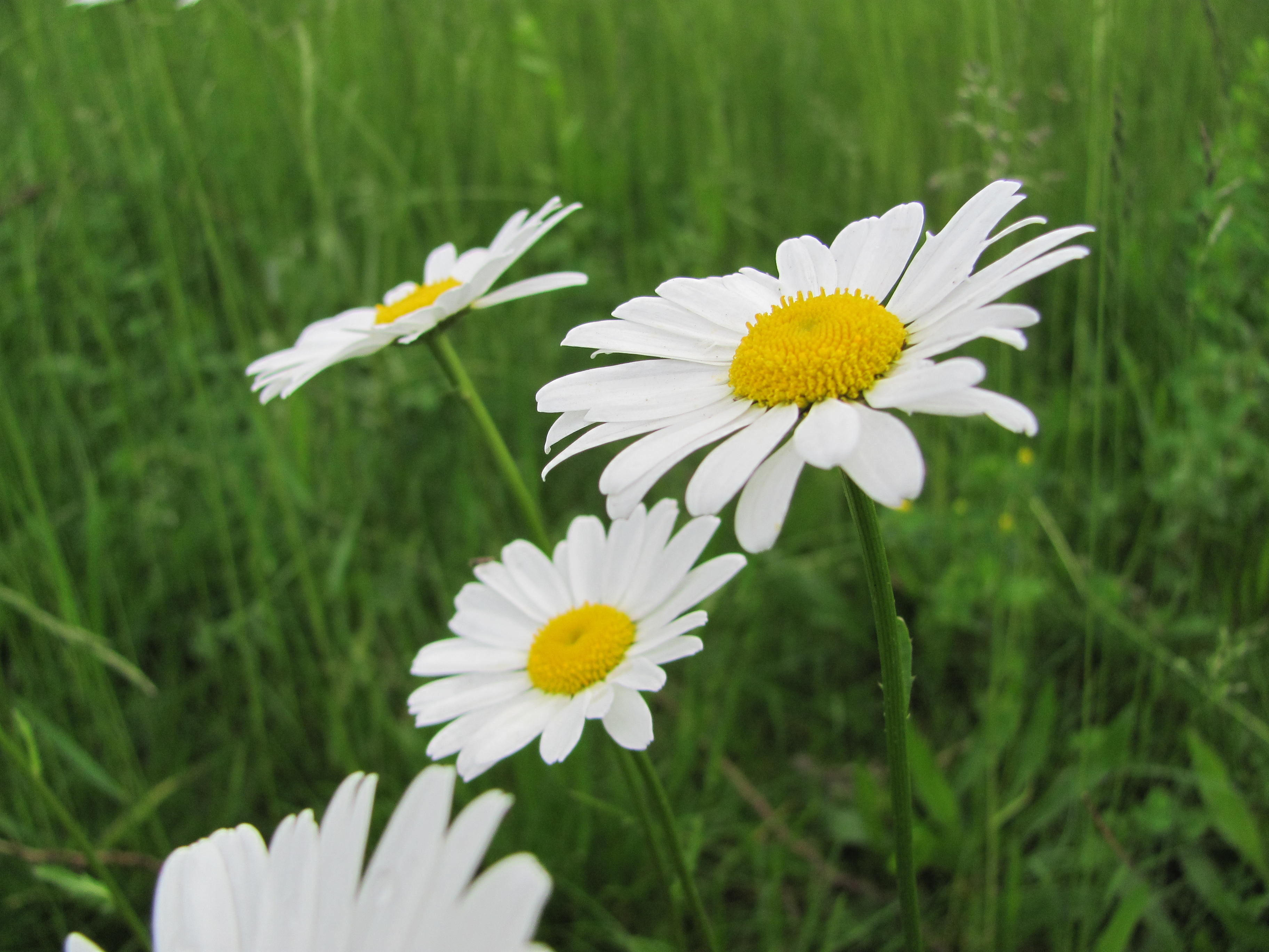 foto květiny Kopretina
