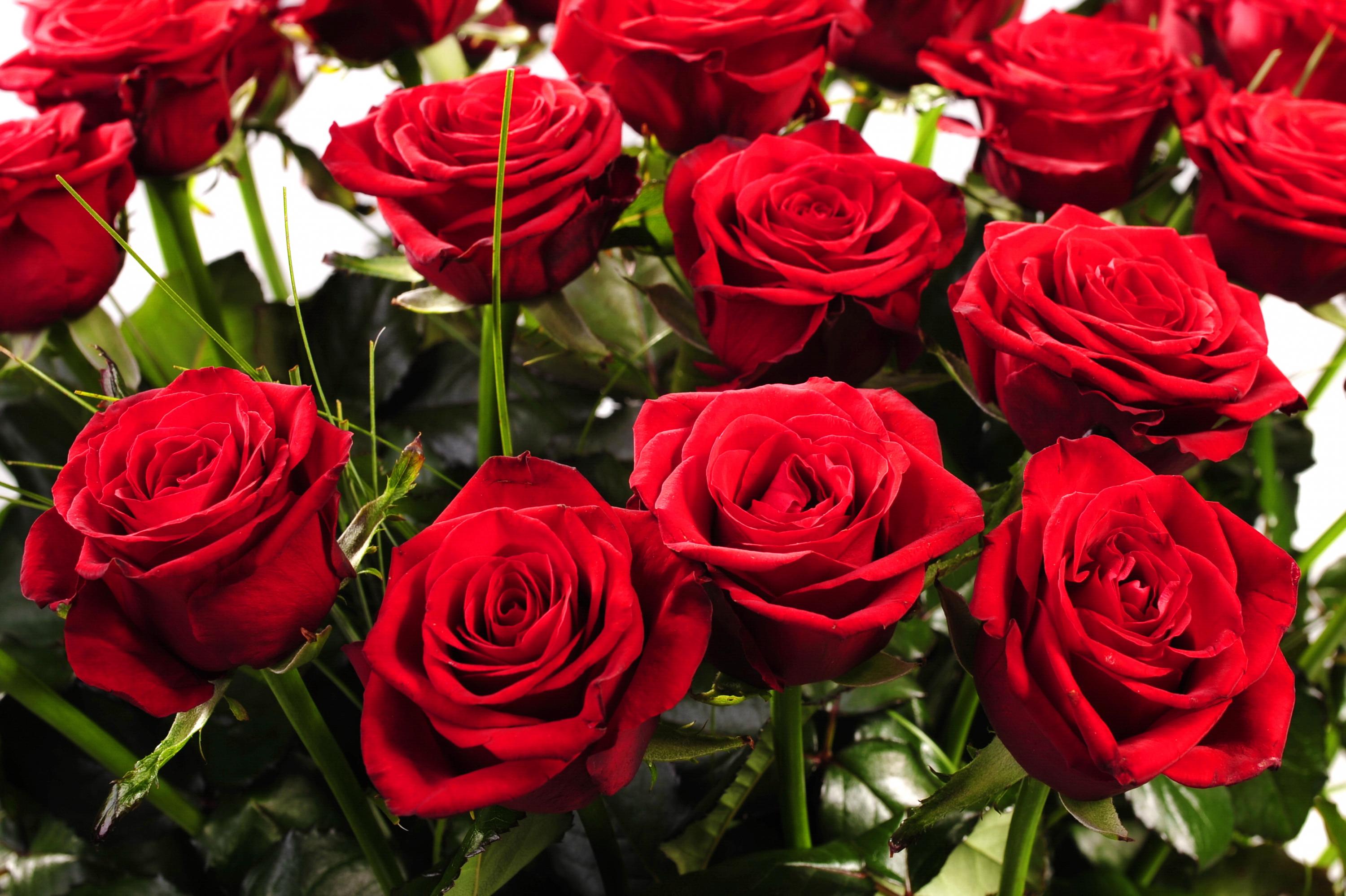 foto květiny Růže